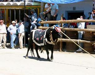 beas-toro.jpg