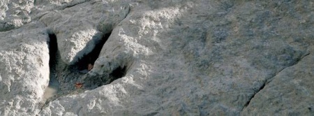 Una huella perfecta de dinosaurio Una huella perfecta de dinosaurio