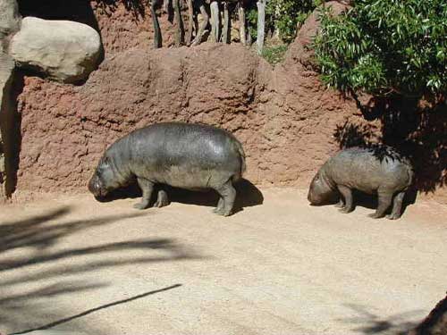 Hipopotamos Hipopótamos del Zoo