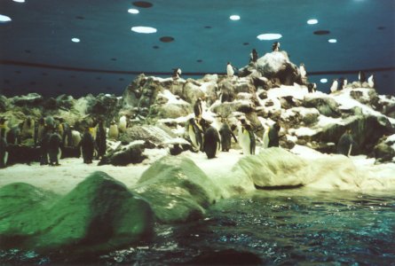 Pinguinos Pingüinos del Loro Parque