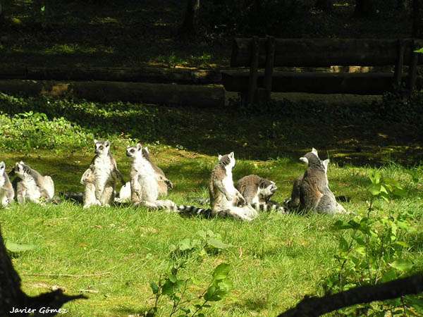 Lemures en Monkey Park Lemures en Monkey Park