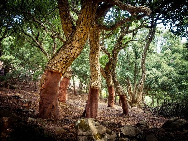 Parque de los Alcornocales en Cádiz