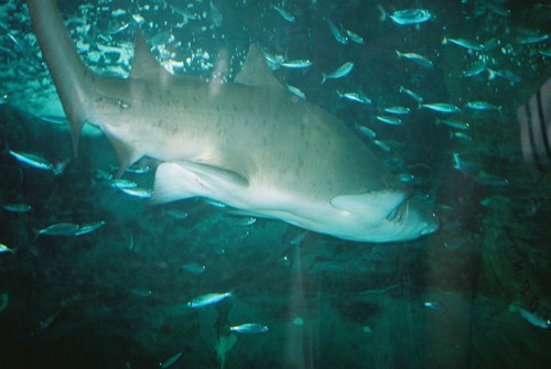 El Aquarium Palacio del Mar de Donostia San Sebastián