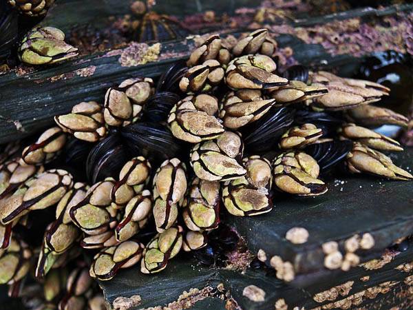 Percebes