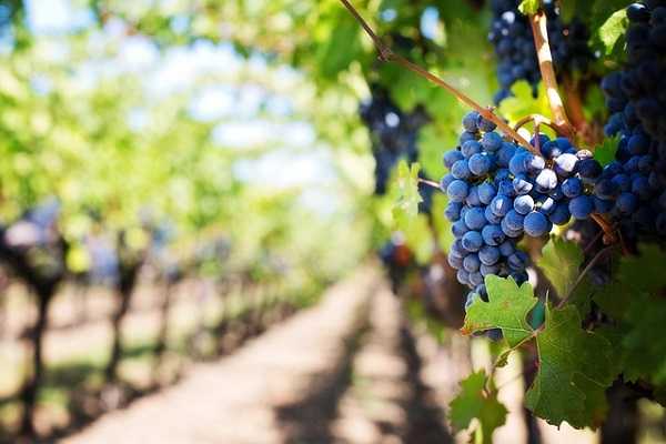 zonas vinicolas en cataluna