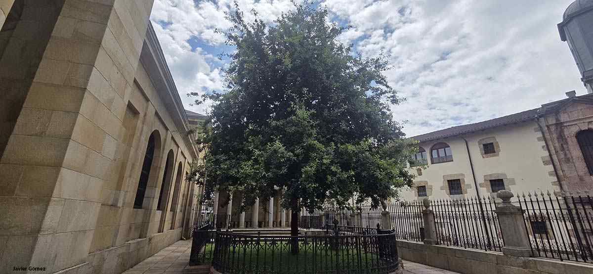 gernika 01 arbol de gernika